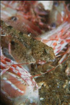 SCULPIN AND PRAWN HEADS