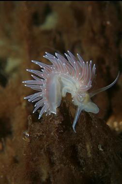 nudibranch