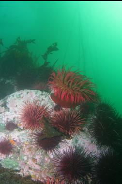 urchins and fish-eating anemone