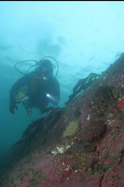 anemones on natural reef