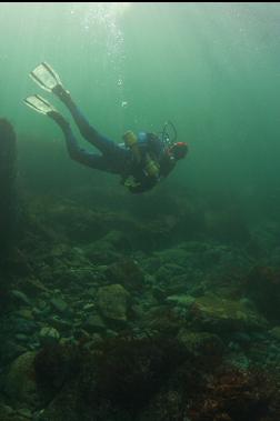 swimming out in the shallows