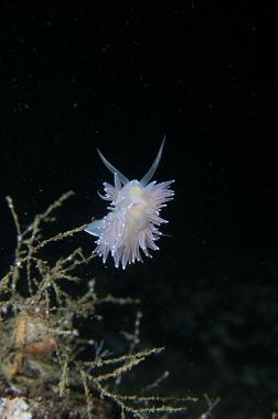 nudibranch on wall