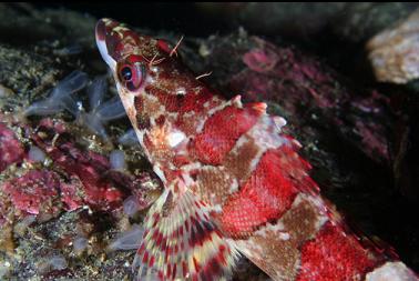 painted greenling