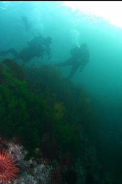 divers at the surface at top of wall