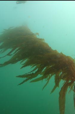 kelp