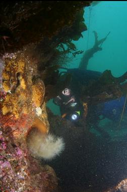 anemone and yellow sponge