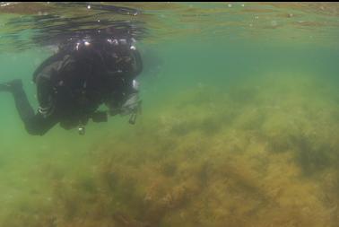 swimming out on surface