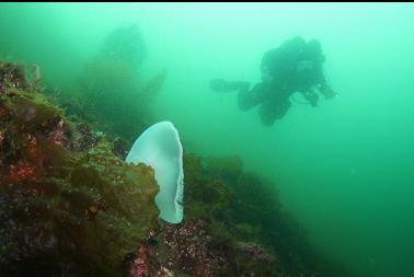 moon jelly
