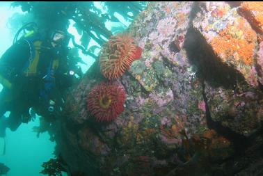 fish-eating anemones