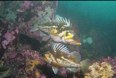 copper rockfish