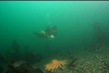 sunflower star at base of reefs