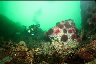 urchins on reefs