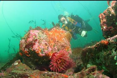 fish-eating anemone