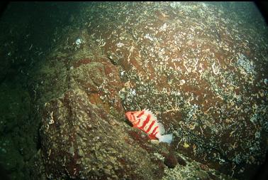 tiger rockfish on wall