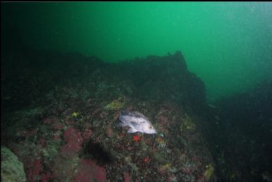 black rockfish on wall