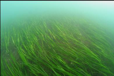 eelgrass