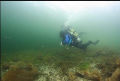 swimming out to wall