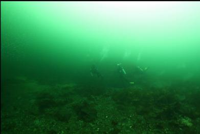 divers near wolf-eel den