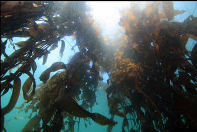 looking up through giant kelp