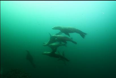 sealions off the wall