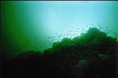 PERCH IN SHALLOWS