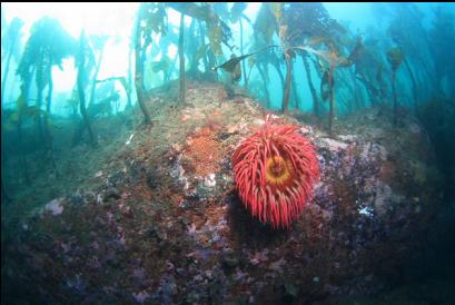 fish-eating anemone