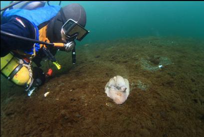 moon snail near dock