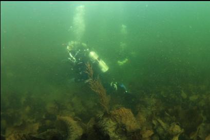 divers near shore