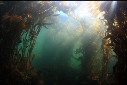 Macrocystis kelp