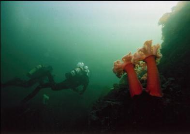 PLUMOSE ANEMONES