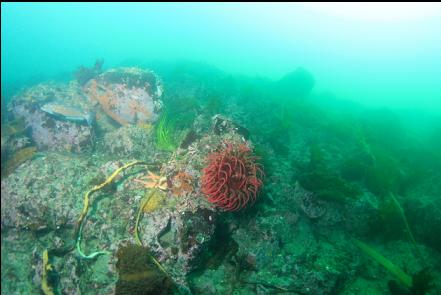 kelp greenling and fish-eating anemone on the boulder pile near shore