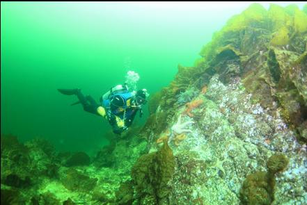 seastars 30 feet deep