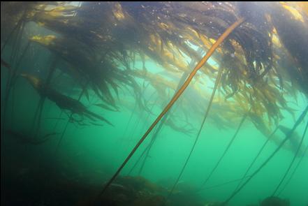 kelp near the islet