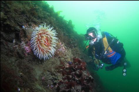 fish-eating anemone