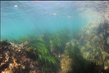 surf grass near the surface