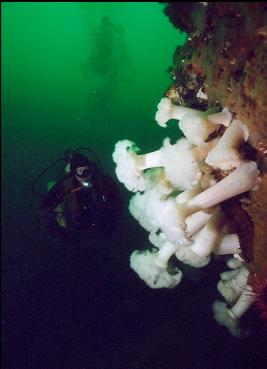 PLUMOSE ANEMONES AT BASE OF WALL