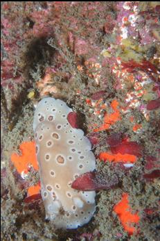 NUDIBRANCH