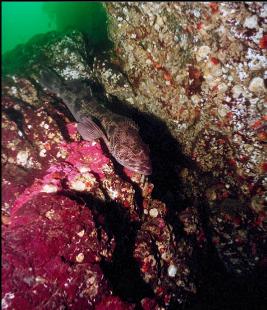 LINGCOD