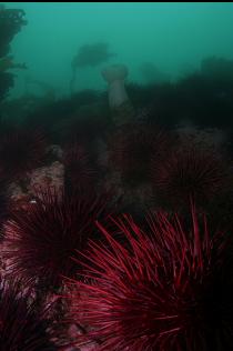 URCHINS AND ANEMONE