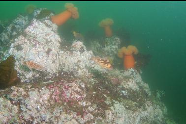 copper rockfish and plumose anemones