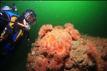 strange plumose anemones