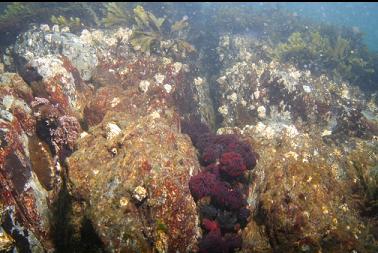 feather duster worms