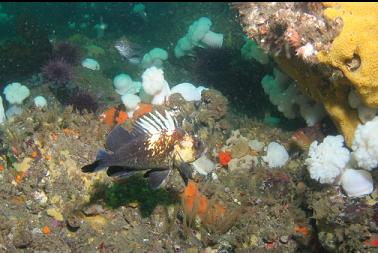 quillback rockfish