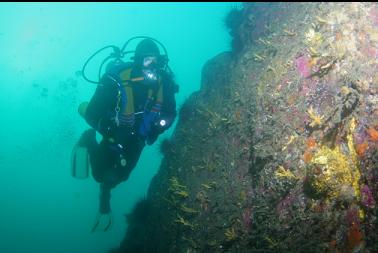 yellow branching sponges on wall