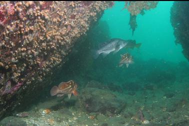 rockfish and zoanthids on boulder