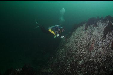 reef above wall