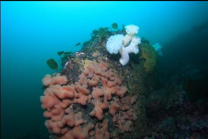 lobed tunicates on boulder