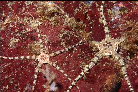 brittle stars