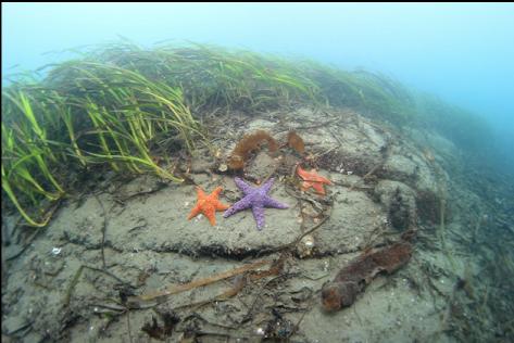 seastars and eelgrass in the shallows