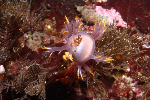 nudibranch